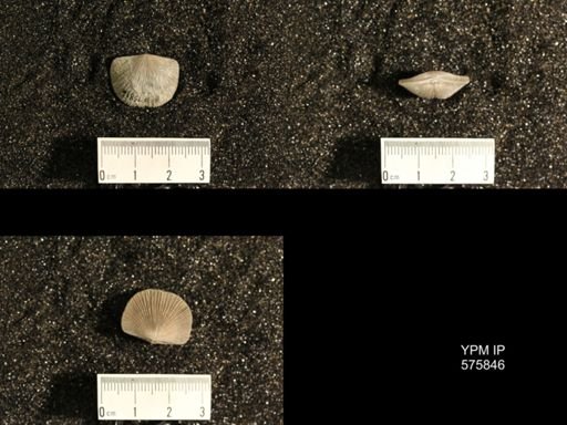 Dinorthis subquadrata