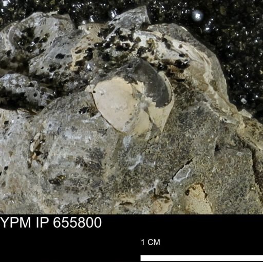 undet. Mollusca