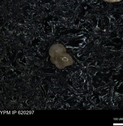 undet. Foraminiferida