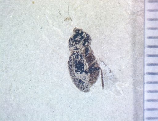 undet. Coleoptera