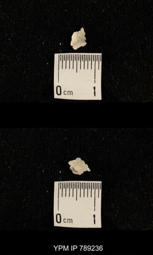 undet. Brachiopoda