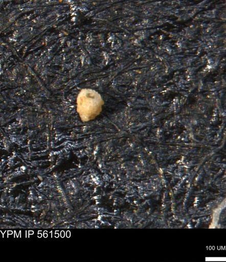 undet. Foraminiferida