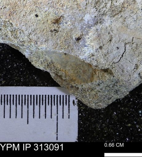 undet. Bivalvia