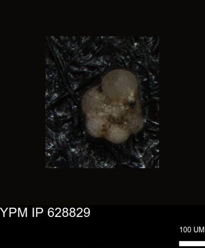 undet. Foraminiferida