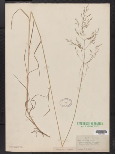 Poa palustris