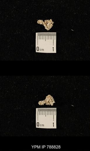 taxon undetermined