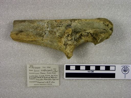 Amphicyonidae