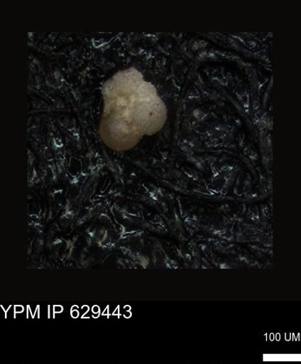 undet. Foraminiferida