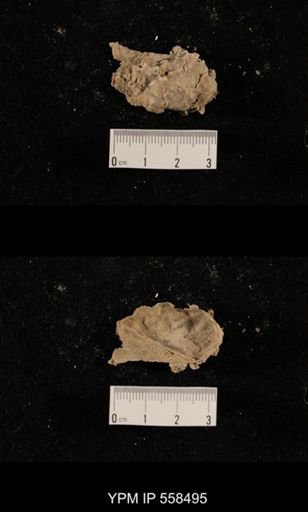 Pseudomonotis sp.