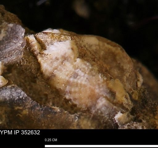 undet. Bivalvia