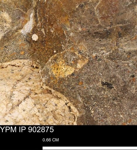 undet. Mollusca