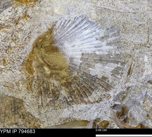 Oxytoma (Hypoxytoma) nebrascana