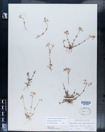 Cerastium pumilum