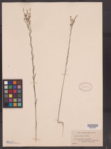 Linum sulcatum