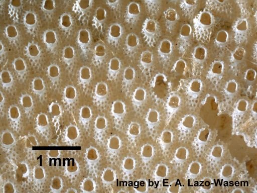 Cryptosula pallasiana