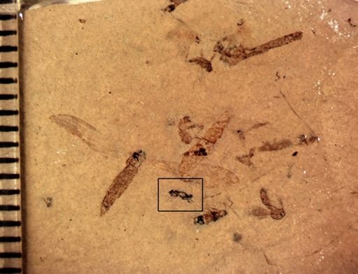 undet. Hymenoptera