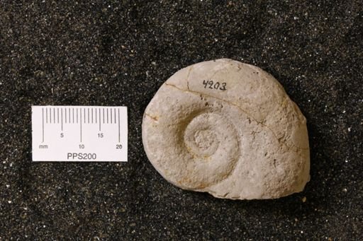 Euomphalus goldfussi