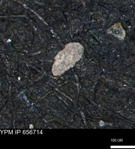 Miliammina manitobensis