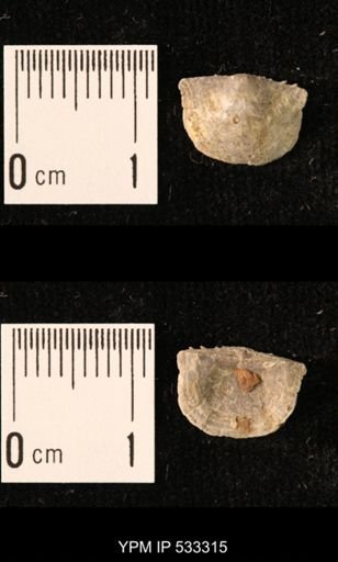 Chonetes sp.