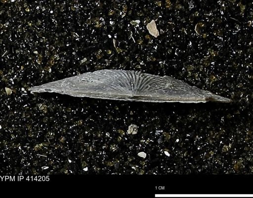 Devonochonetes mucronatus?