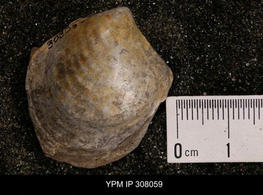 Inoceramus sp.