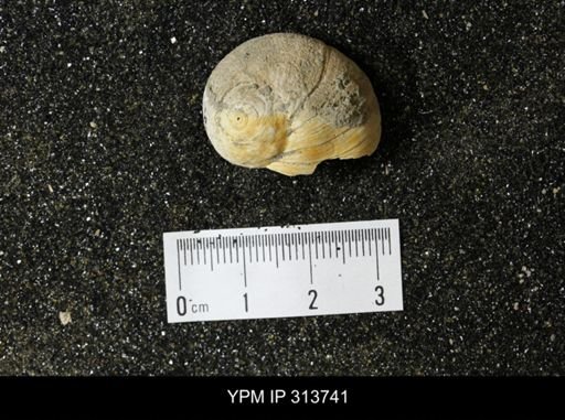 Euspira obliquata