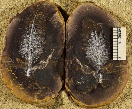 Pecopteris sp.