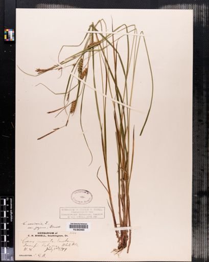 Carex vesicaria