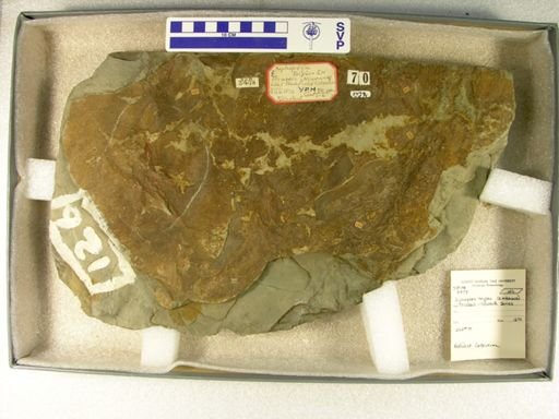 Xiphopeza triplex