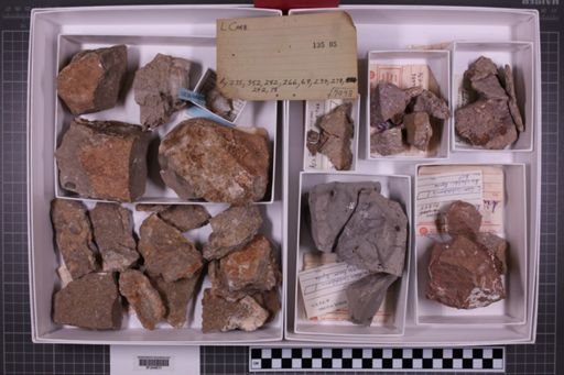 mixed taxa, stratigraphic collection
