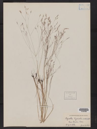 Agrostis hyemalis