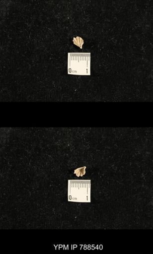 undet. Brachiopoda