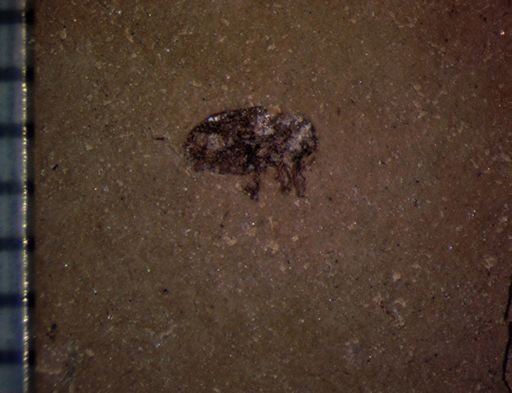 undet. Curculionidae