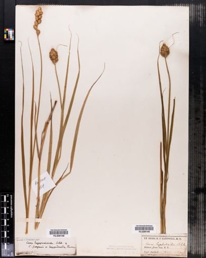 Carex