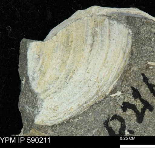 undet. Bivalvia