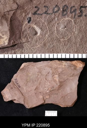 undet. Conchostraca