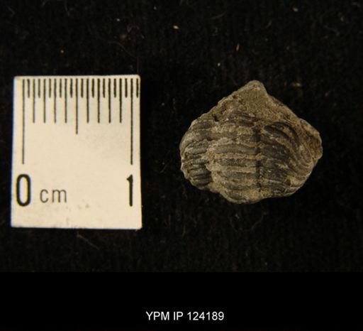 Phacops rana