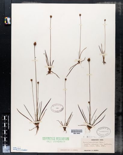 Xyris caroliniana