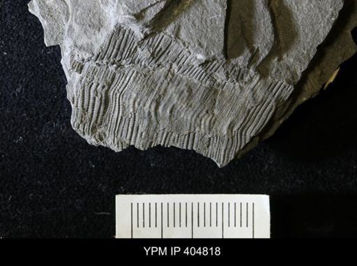 Conularia niagarensis