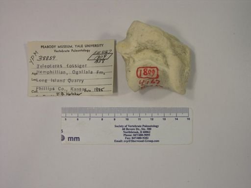Teleoceras fossiger
