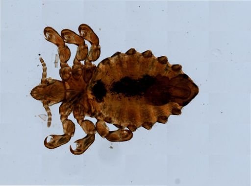 Haematopinus eurysternus