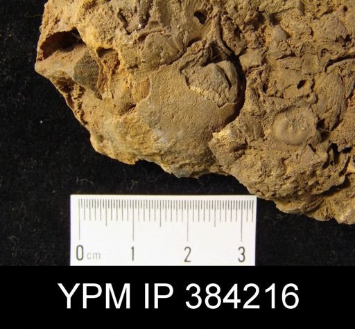 Brachyprion majus; Spirifer murchisoni on slab with