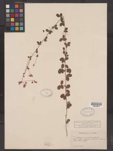 Lespedeza procumbens