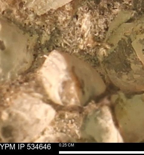 Protocardia subquadrata