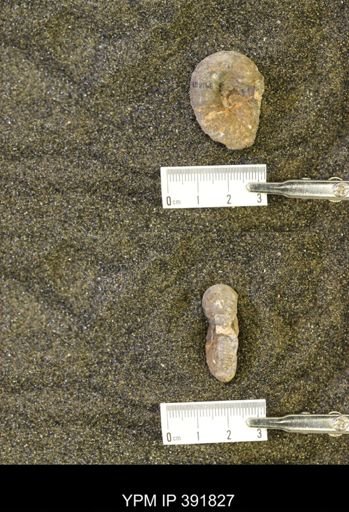 Scaphites whitfieldi