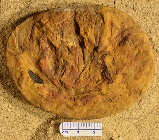 Aphlebia
