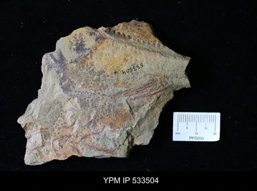 undet. Arthropoda