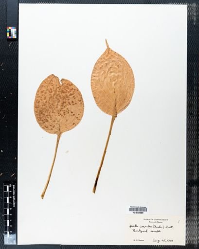 Hosta