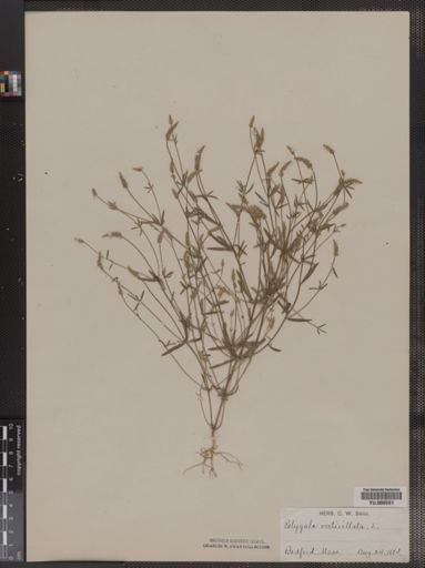 Polygala verticillata