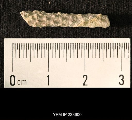 Archaeocidaris sp.